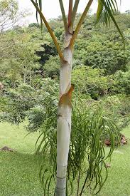 Image result for Dypsis lutescens