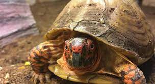 Apr 13, 2020 · once, a turtle owner experimented with his box turtle. Box Turtle Growth Rate How Fast Do Box Turtles Grow Turtleowner Com