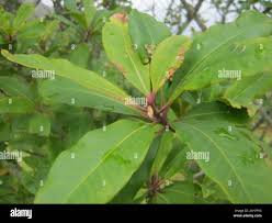 Image result for Rapanea