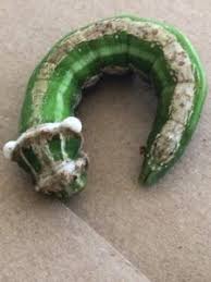 what species is green caterpillar all about worms