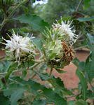 Image result for Vernonia nepetifolia