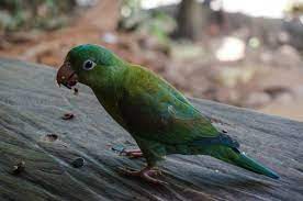 Los Mejores Consejos Para Saber Como Cuidar Un Loro Descubrelo Pericos Aves Loros Loro