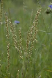 Image result for Koeleria