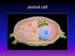 Check spelling or type a new query. Cells Alive Exploration Ppt Download