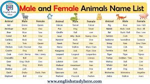 Academic Words List English Study Here In 2020 Male And Female Animals Animals Name List Female Pet Names