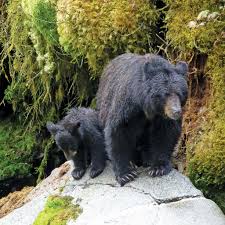 These processes and best practices, although not required, are still encouraged by the alaska travel industry association (atia) and governor dunleavy's administration. Three Week Best Of Alaska Itinerary Moon Travel Guides
