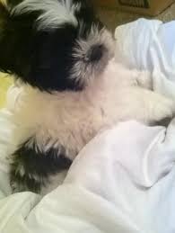 Review how much shih tzu puppies for sale sell for below. Shih Tzu For Sale Virginia