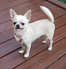 Chihuahua De Machu Pitou Chihuahua Www Machupitouchihuahua Com Cute Chihuahua Cute Baby Animals Chihuahua Love