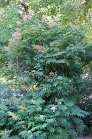 Image result for Sorbaria
