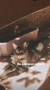 Ftmnr Adli Kullanicinin Fake Storiess Panosundaki Pin 2020 Kedi Instagram Fotograf