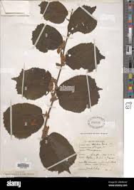 Image result for Helicteres