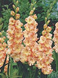 Gladiolus Great Queen Elizabeth Gladiolus Dutch Gardens Gladiolus Bulbs