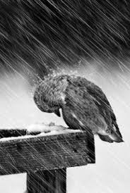 Pin By Kurt Von Schleicher On Wie Die Regen Gewasser Der Erde Black And White Photography White Photography Dancing In The Rain
