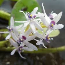 Image result for Heteranthera callifolia
