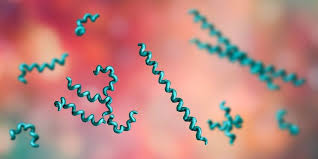 Treponema Pallidum Syphilis Symptome Ubertragung Behandlung