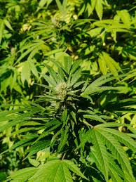 In california, it's estimated that growing marijuana indoors uses the equivalent of 200 pounds of coal to grow just a single pound. Cannabis Sativa Wikipedia