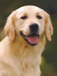 Trebell Touch of Love