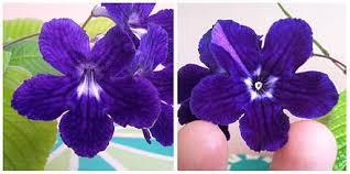 Calyx is the outermost whorl of the flower; Flower Wikiwand