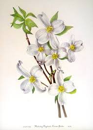 Shop for floral wall decor online at furniture.com. Flower Print Flowering Dogwood Red Osier Dogwood 2 Sided Etsy Botanical Illustration Vintage Flower Illustration Botanical Illustration
