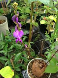 Image result for Dolichos kilimandscharicus