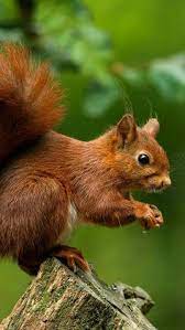 Free download squirrel iphone wallpapers on our website with great care. 7 Wallpaper For Mobile Ideas Wallpaper Squirrel Pictures Red Squirrel Uk