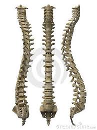 While this is cool because it's flexible, it makes it difficult for beginners to learn because there are an infinite. Human Spine Stock Photo Image 18646330 Human Spine Girl Side Tattoos Human Pictures