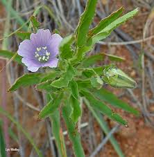 Image result for Monsonia angustifolia