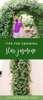 Star Jasmine Care And Growing Tips Joy Us Garden Jasmine Plant Trellis Plants Star Jasmine