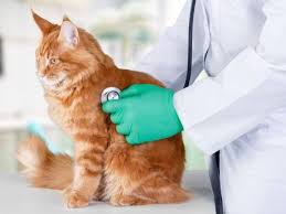 Menyediakan perkhidmatan konsultasi, kesihatan, boarding, makanan, grooming haiwan kesayangan terutamanya kucing. Klinik Haiwan Veterinar Boleh Beroperasi Pada Pkp Fasa 4