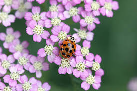 We did not find results for: Yarrow Achillea Summer Berries In The Yarrows Database Garden Org