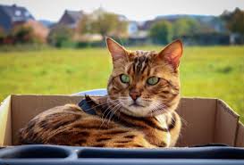 Since small cats have smaller skins, as many as 25 cats. Certain Cat Breeds Will No Longer Be Allowed In Brussels Brussels Express