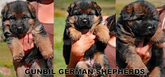 Here are a couple of helpful articles on. German Shepherd Breeders German Shepherd Puppies For Sale Gunbil German Shepherds