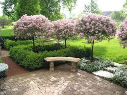 The soft cylinder shaped planter will create a lovely display for indoor plant. Foliage Border Plants For Landscaping In India Garden Designs Traditional Landscape Landscaping With Rocks Landscape Design