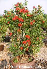 Image result for Combretum constrictum