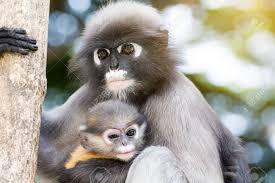 RÃ©sultat de recherche d'images pour "droles de singes"