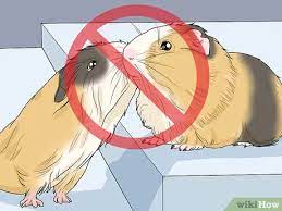 How To Treat Abscesses In Guinea Pigs 12 Steps With Pictures