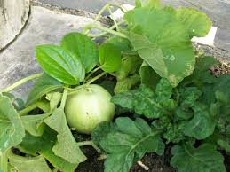 Check spelling or type a new query. Buah Semangka Berdaun Sirih Tanti Kris S Weblog