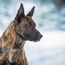 Bekijk meer ideeën over herder, holland, herdershond. Hollandse Herdershond Hunderasse Mit Bild Info Temperament Charakteristiken Und Fakten