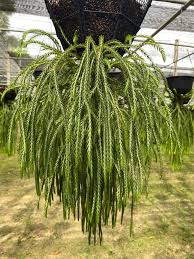 Image result for Huperzia