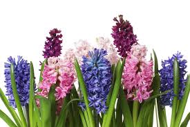 Maybe you would like to learn more about one of these? Hyacinth Flower Floraqueen