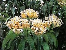 Shamollagan ko'rinadi, lekin bu yerlarda duxtirga ko'rinishni iloji bo'lmayabdi. Ooi S Flora Malaysiana Ver 1 0 Ruixy01a Htm 1997 2002