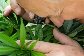 Locally owned and operated retail distributor of professional pest and weed control products. Are You Ready For California S Pesticide Regulations Cannabis Business Times