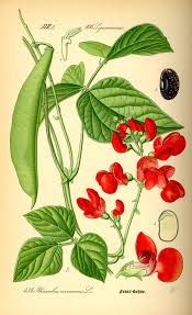 Check spelling or type a new query. Phaseolus Coccineus Wikipedia