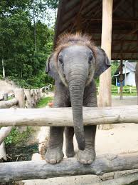 Please use a reliable host such as imgur. Pin On Cute Elephants
