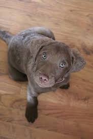 We did not find results for: 410 Chessies Ideas Chesapeake Bay Retriever Chesapeake Dogs