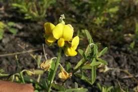 Image result for Crotalaria polysperma
