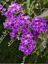 Image result for Duranta erecta