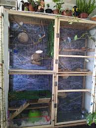 Catitas Y Cuyes Bird Aviary Bird Aviary