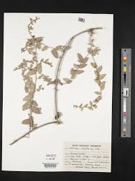 Image result for Cocculus hirsutus