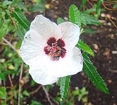Image result for Pavonia senegalensis